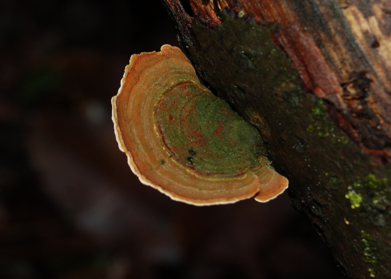 Funghi del 14 gennaio.